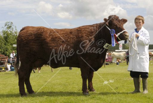 Reserve champion of the other breeds class owned by George McCall and exhibited by Alan Humphrey 